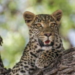 Jaipur: Jhalana leopard safari private tour - Transportation & Comfort