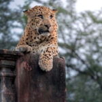 Jaipur: Jhalana leopard safari tour with hotel pickup & drop - The pros and cons based on real experiences