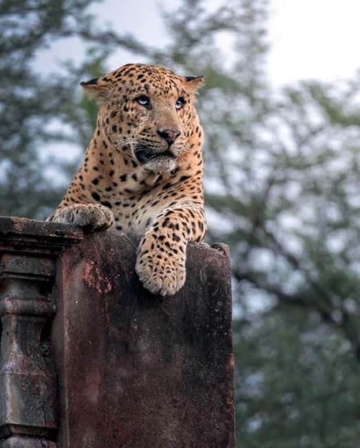 Jaipur: Jhalana leopard safari tour with hotel pickup & drop - The pros and cons based on real experiences