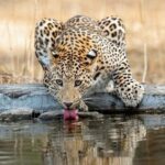 Jaipur: Leopards Safari Tour at Jhalana l Spot Wild Animals - Who Should Consider This Safari?