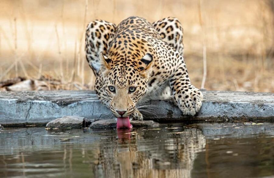 Jaipur: Leopards Safari Tour at Jhalana l Spot Wild Animals - Who Should Consider This Safari?
