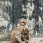 Jaipur: Monkey Temple and Sun Temple Guided Tour - Who Would Love This Tour?