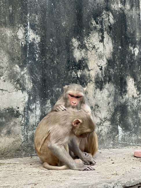 Jaipur: Monkey Temple and Sun Temple Guided Tour - Who Would Love This Tour?