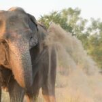 Jaipur: Private Elephant Sanctuary - The Experience in Detail