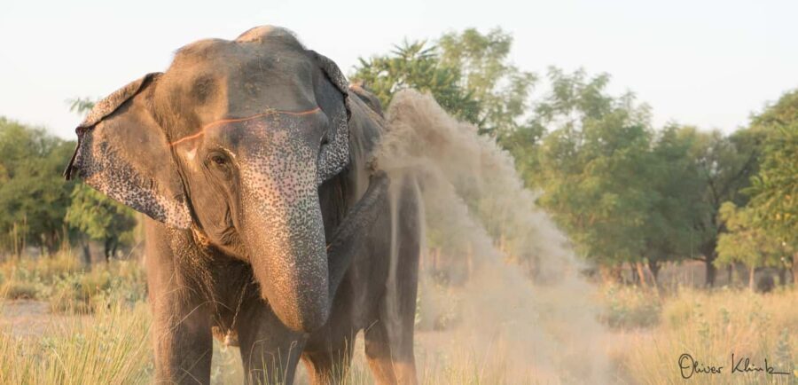 Jaipur: Private Elephant Sanctuary - The Experience in Detail