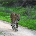 Jaipur: Private Guided Jhalana Leopard Safari Tour - Exploring the Jhalana Leopard Reserve
