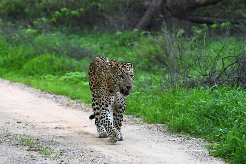 Jaipur: Private Guided Jhalana Leopard Safari Tour - Exploring the Jhalana Leopard Reserve