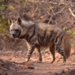 Jaipur: Private Guided Safari at Amagarh Leopard Reserve - What Travelers Say