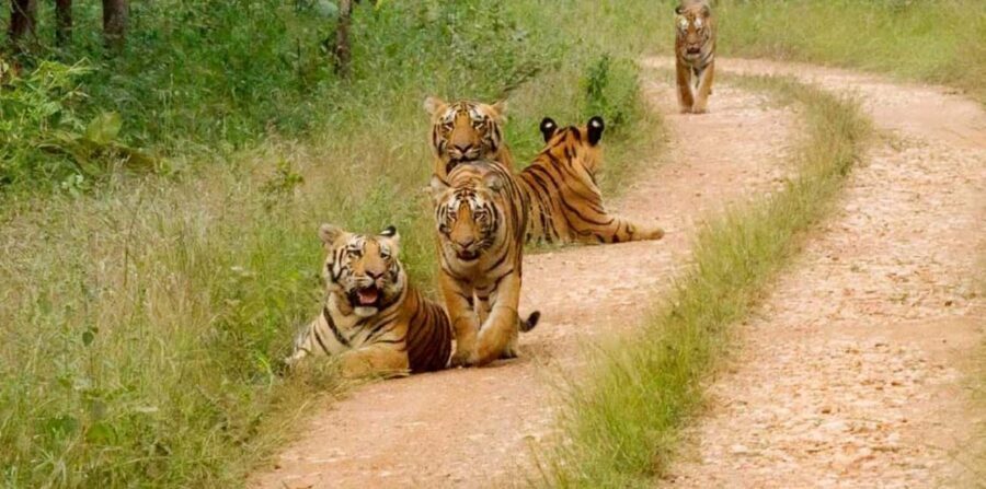 Jaipur: Same Day Sariska National Park Tiger Safari Tour - Practical Tips for the Tour