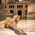 Jaipur sightseeing tour with monkey temple (Galta ji temple) - Who Is This Tour Best For?
