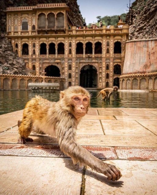 Jaipur sightseeing tour with monkey temple (Galta ji temple) - Who Is This Tour Best For?