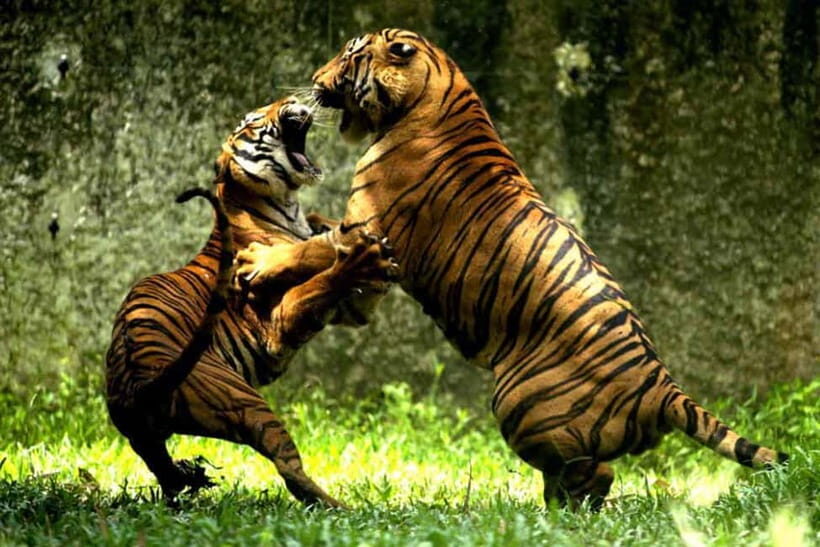 Jaipur to Ranthambore National Park Wildlife Safari - The Safari Experience: What You Can Expect