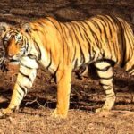 Jaipur : Wildlife with Agra & Delhi Tour 3 Nights 4 Days - Practical Tips for Travelers