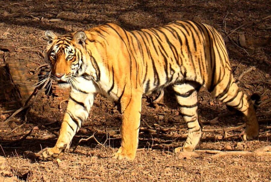 Jaipur : Wildlife with Agra & Delhi Tour 3 Nights 4 Days - Practical Tips for Travelers