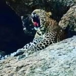 Jawai: Leopard Safari and Wildlife Experience - What to Expect from the Tour