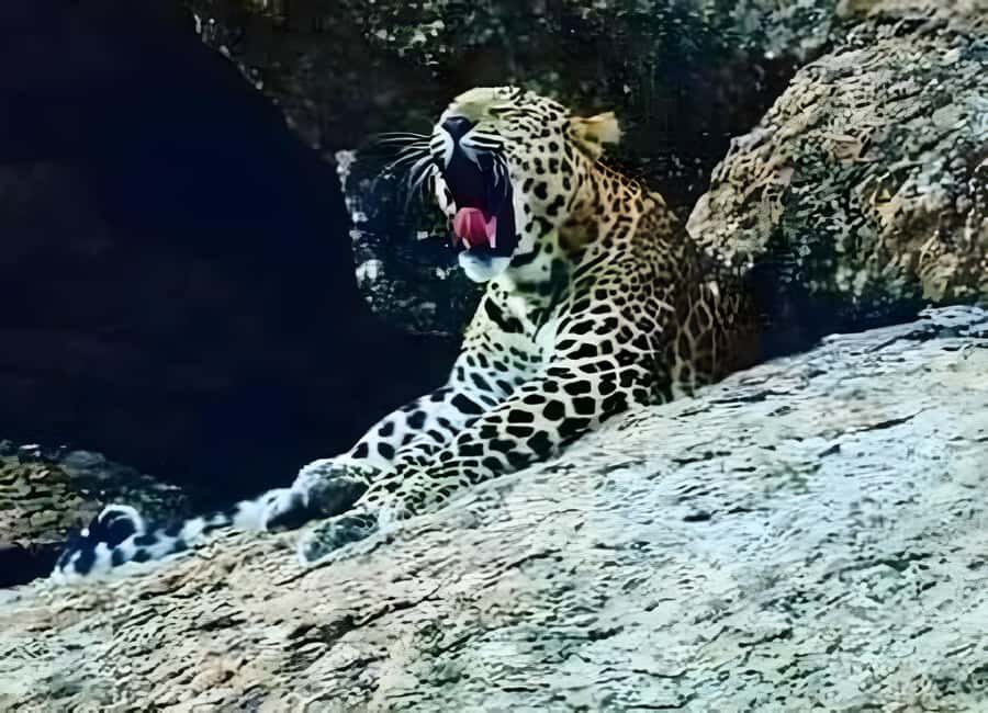 Jawai: Leopard Safari and Wildlife Experience - What to Expect from the Tour