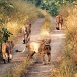 Jeep Safari - Gir National Park, Gujarat, India - Potential Considerations