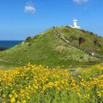 Jeju East Small Group Tour Cherry Blossom & Woman Diver Show - What Makes This Tour Special?