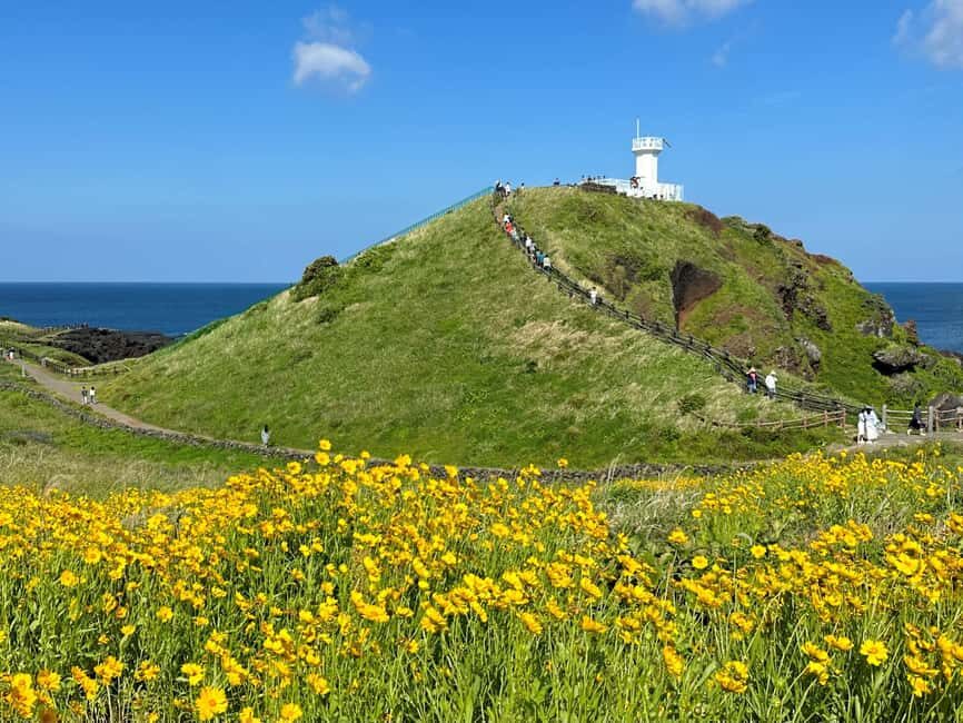 Jeju East Small Group Tour Cherry Blossom & Woman Diver Show - What Makes This Tour Special?