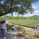 Jeju Island: SouthWest UNESCO Highlights Full-Day Tour - The Experience: What You Can Expect