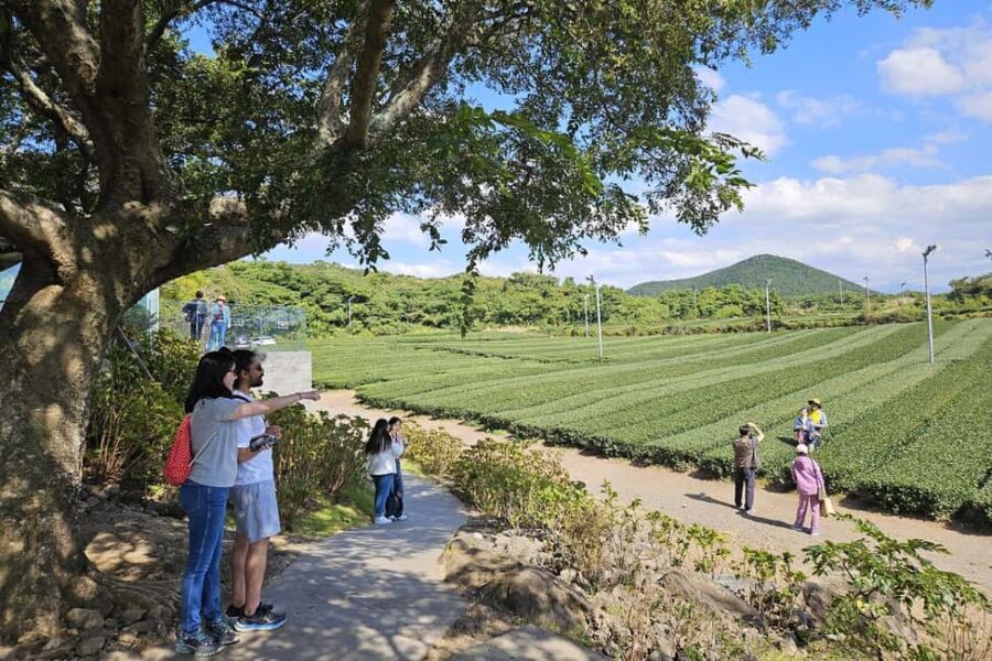 Jeju Island: SouthWest UNESCO Highlights Full-Day Tour - The Experience: What You Can Expect