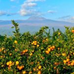 Jeju: Small Group Tour w/Pink Muhly & Tangerine Picking - What’s Included and Practical Details