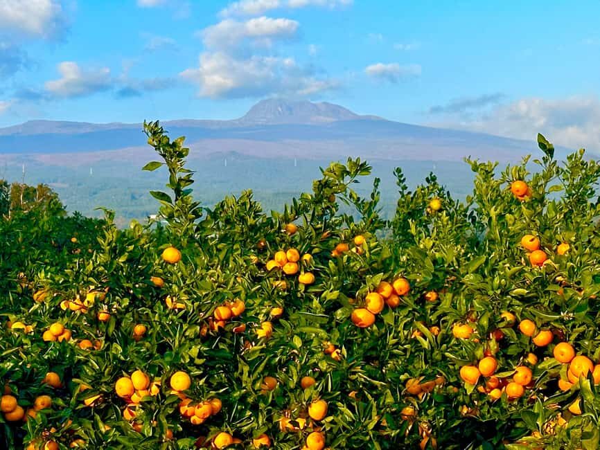 Jeju: Small Group Tour w/Pink Muhly & Tangerine Picking - What’s Included and Practical Details