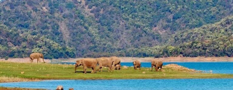 Jim Corbett: 3-Day Safari Tour by Flight from Goa - What Makes This Tour Stand Out?