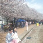 Jinhae Cherry Blossom + Busan Sunrise from Seoul - The Full Experience: What to Expect Day-by-Day