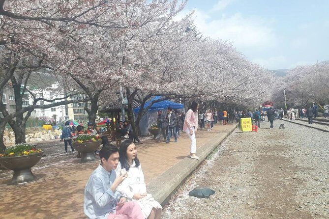 Jinhae Cherry Blossom + Busan Sunrise from Seoul - The Full Experience: What to Expect Day-by-Day