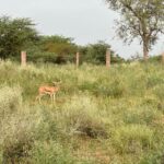 Jodhpur: Desert Camel and Jeep Safari with Traditional Food - The Experience Options: Choosing What Fits You Best