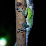 Jungle Night Walk - Explore Phong Nhas Nocturnal Nature - What to Expect on Your Night Walk