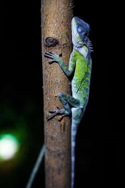 Jungle Night Walk - Explore Phong Nhas Nocturnal Nature - What to Expect on Your Night Walk