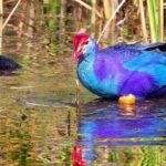Kalametiya Bird Sanctuary Catamaran Bird Watching Tour - What Makes the Experience Special?
