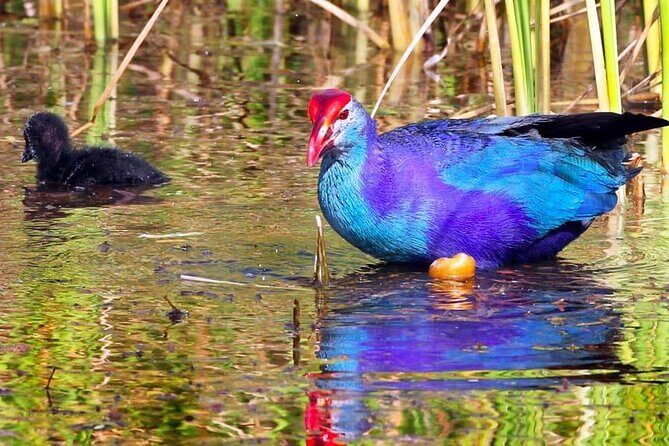 Kalametiya Bird Sanctuary Catamaran Bird Watching Tour - What Makes the Experience Special?