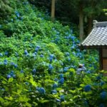 Kamakura: Great Buddha, Hase Temple, & Komachi Street Tour - Who is This Tour Perfect For?