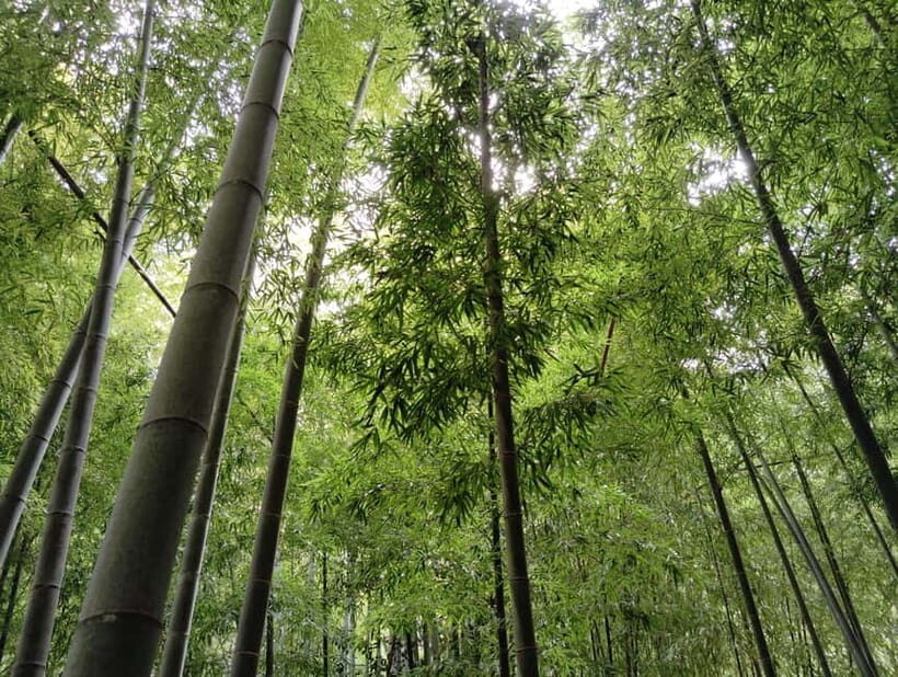 Kamakura: Hidden Gems and Sacred Sites Guided Tour - The Practical Aspects