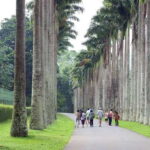 Kandy City Tour With Ambuluwawa Tower - Key Points