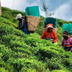 Kandy: Nuwara Eliya Day Explore by Tuk tuk with Local Guide - An In-Depth Look at the Nuwara Eliya Day Tour