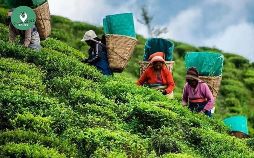 Kandy: Nuwara Eliya Day Explore by Tuk tuk with Local Guide - An In-Depth Look at the Nuwara Eliya Day Tour