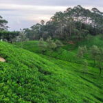 Kandy: Nuwara Eliya Day Trip - Practical Tips & Considerations