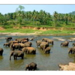 Kandy to Pinnawala Guided Day Tours by Local - The Itinerary: What to Expect