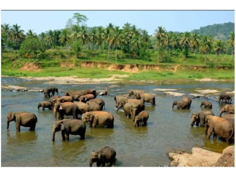 Kandy to Pinnawala Guided Day Tours by Local - The Itinerary: What to Expect