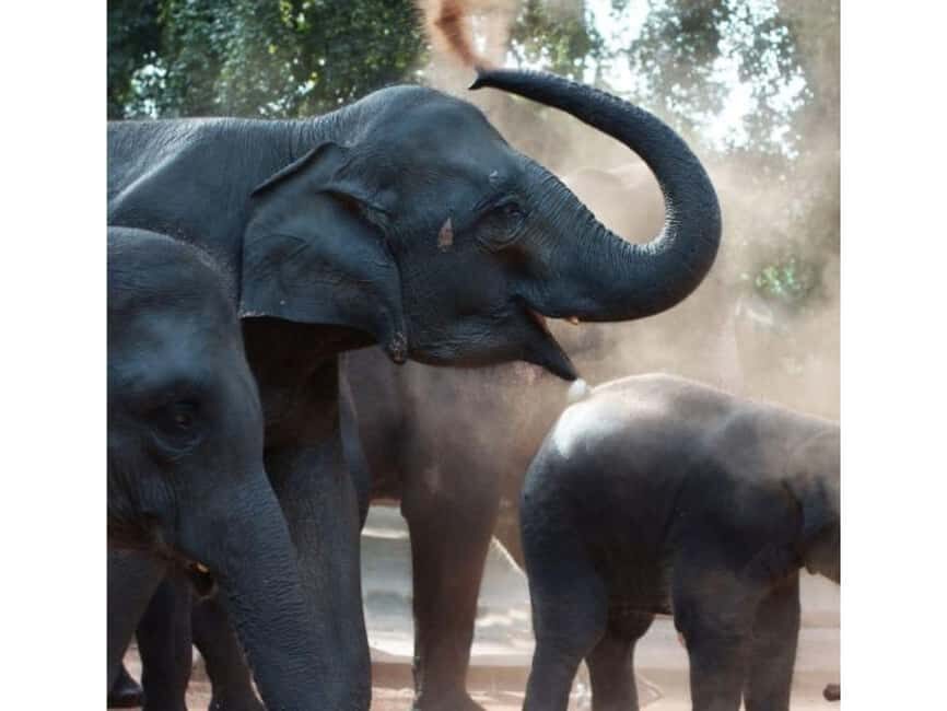 Kandy to Pinnawala Orphanage and Ambuluwawa Guided Day Tours - Who Would Love This Tour?