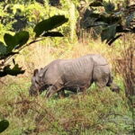 Kathmandu: 3-Day Chitwan Safari Tour with Hotel Transfers - What’s Included and What’s Not