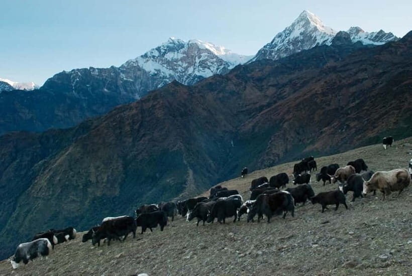 Kathmandu: Khopra Ridge Trek with Panoramic Views - Day-by-Day Breakdown and What You’ll Experience