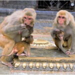 Kathmandu: Monkey Temple Guided Monkey Watching Tour - What to Expect from the Tour