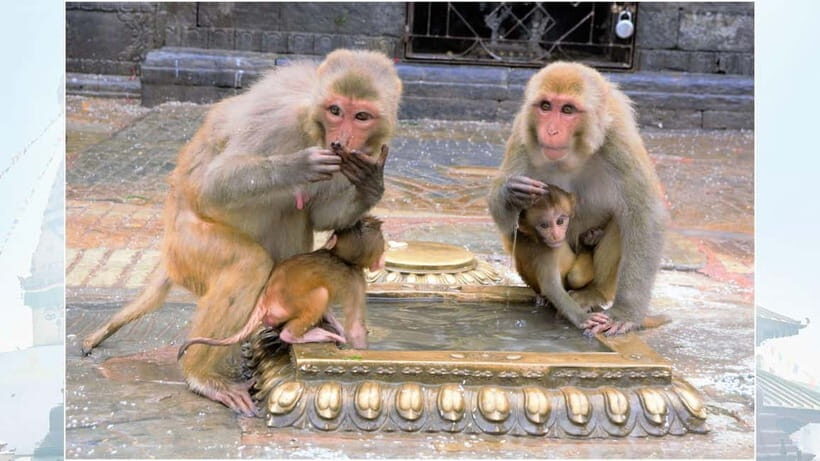 Kathmandu: Monkey Temple Guided Monkey Watching Tour - What to Expect from the Tour