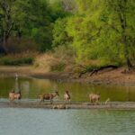 Kathmandu/Pokhara: Wildlife, Culture and Jungle Safari Tour - Final Thoughts: Is This Tour Right for You?