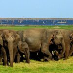 Kaudulla National Park Safari [Morning /Evening] - Value & Cost Analysis